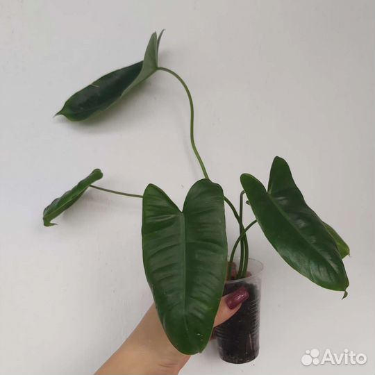 Филодендроны