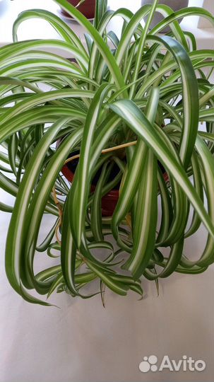 Хлорофитум Бони кучерявый