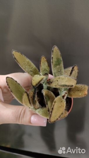 Эхеверии суккуленты