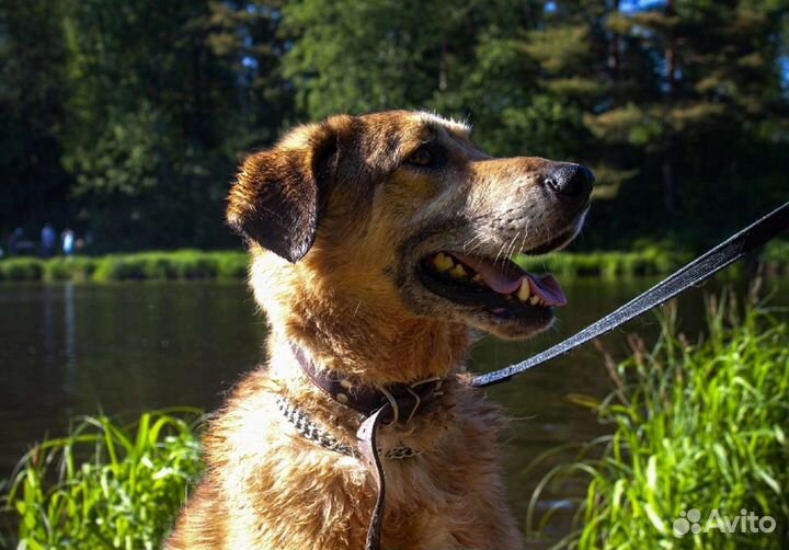 Супер Лео ищет семью