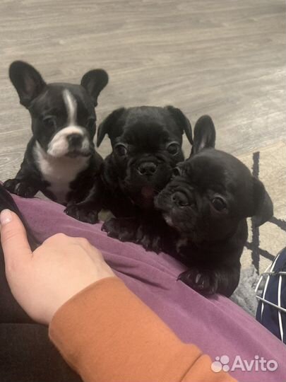 Французский бульдог