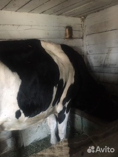 Корова дойная