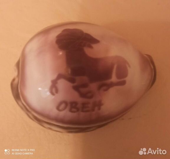 Морские ракушки