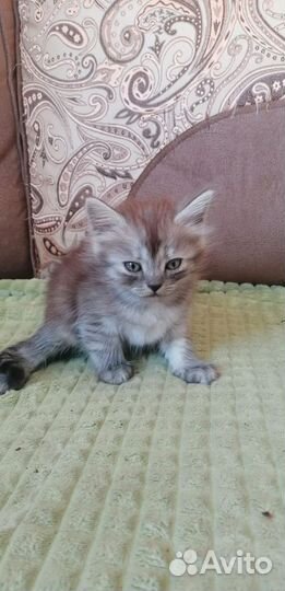 Симпотичные котята