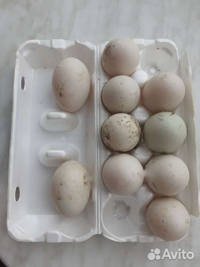 Домашние куриные яйца