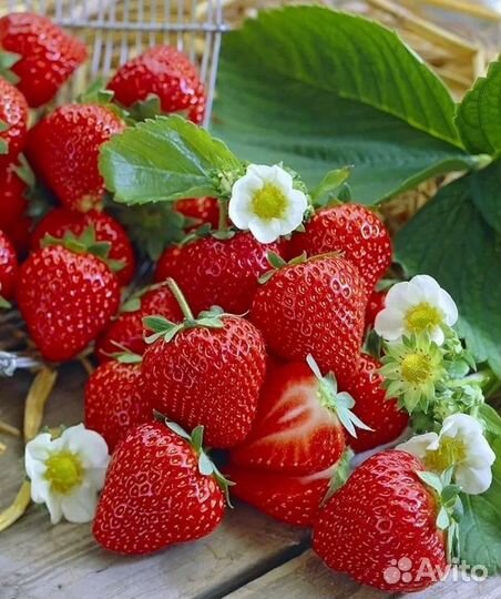 Рассада ремонтантной клубники