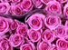 Розы букет из роз с доставкой 101 роза