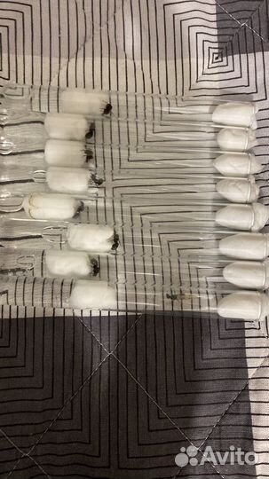 Муравьи Messor Structor(Степной муравей жнец)