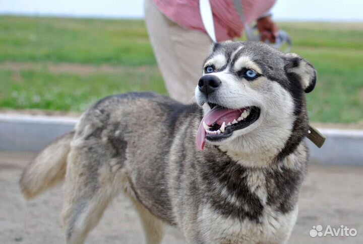 Хаска метис в добрые руки