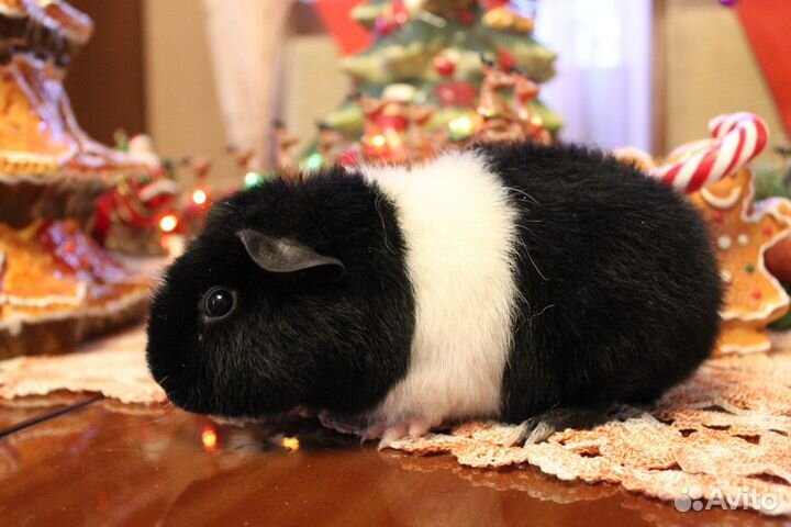 Морская свинка американский Тедди