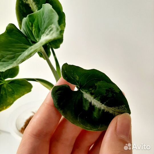Syngonium Scrambled Eggs