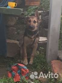 Щенок овчарки