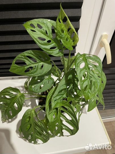 Драцена, ктенанта, гибискус, стрелиция