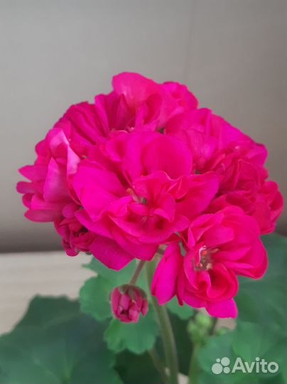 Пеларгония герань сортовая срезы