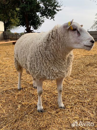 Баран Тексель чистый