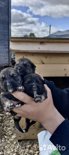 Щеночки в добрые руки