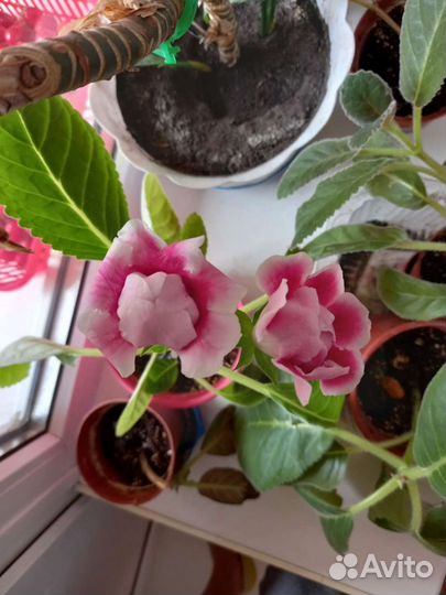 Листья глоксинии тидея фиол,красная,розоввя