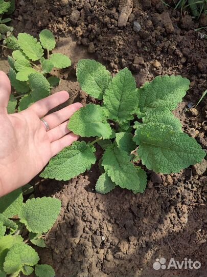 Шалфей рассада