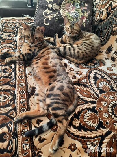 Бенгальский кот вязка