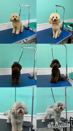 Груминг кошек и собак, уз чистка зубов