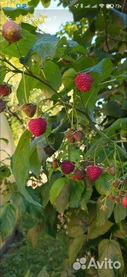 Ремонтантная малина Брянское Диво