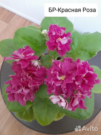 Черенки сортовых фиалок на срез