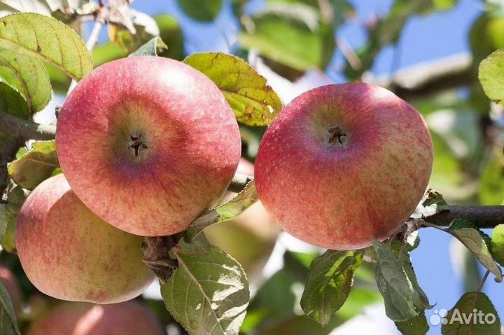 Саженцы яблони Конфетное