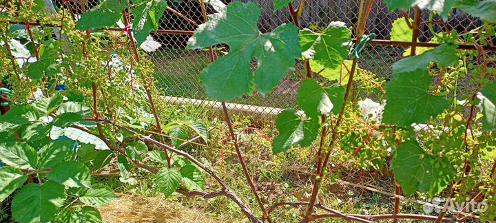 Саженец винограда