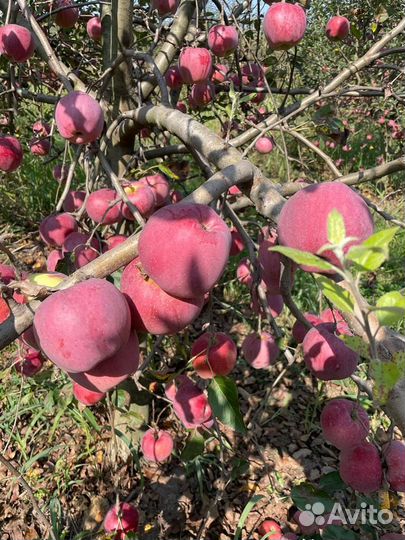 Яблоки флорина