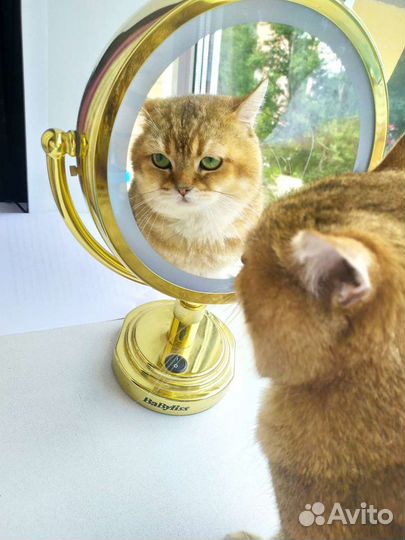 Тикированная золотая шиншилла на вязку