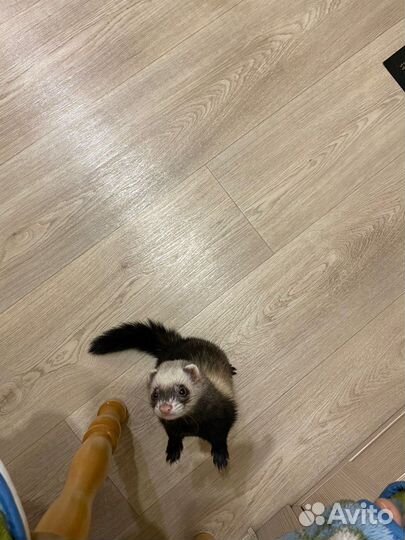 Хорьки с клеткой