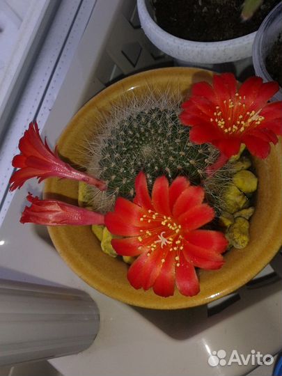 Детки цветущих кактусов