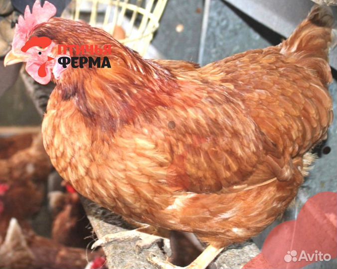 Куры несушки