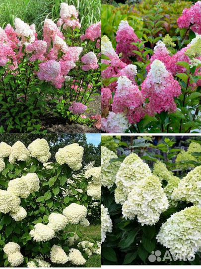 Гортензия саженцы