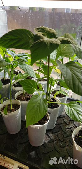 Рассада цветы и овощей