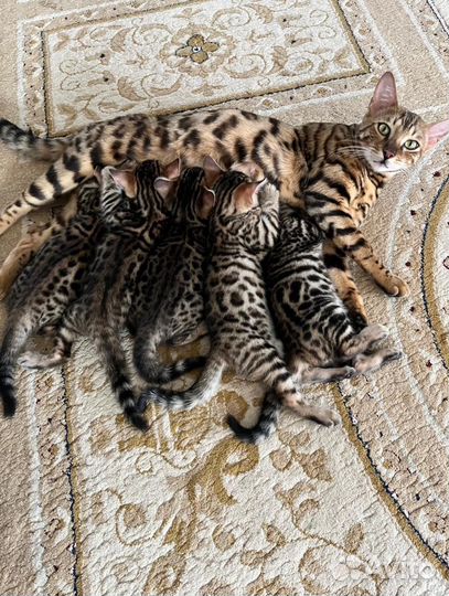 Бенгальская кошка