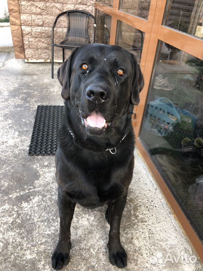 Вязка собак