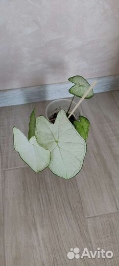 Каладиум Moonlight