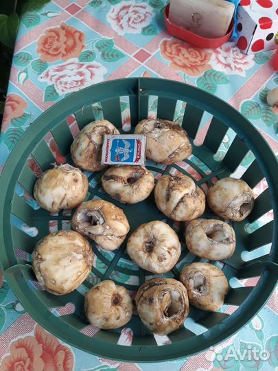 Рябчик императорский