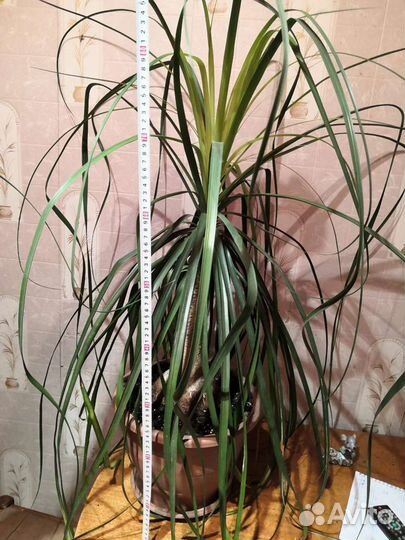 Нолина (Бокарнея)