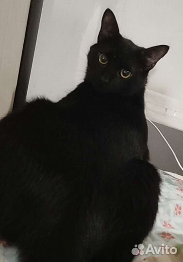 Невероятно красивый кот в добрые руки