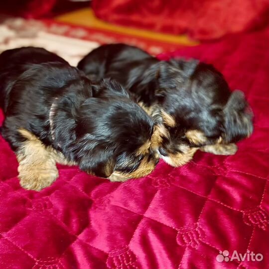 Йоркширский терьер щенки