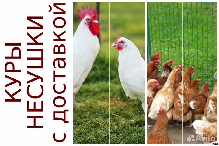 Куры несушки