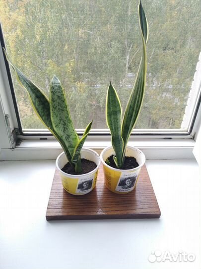 Сансевиерия полосатая