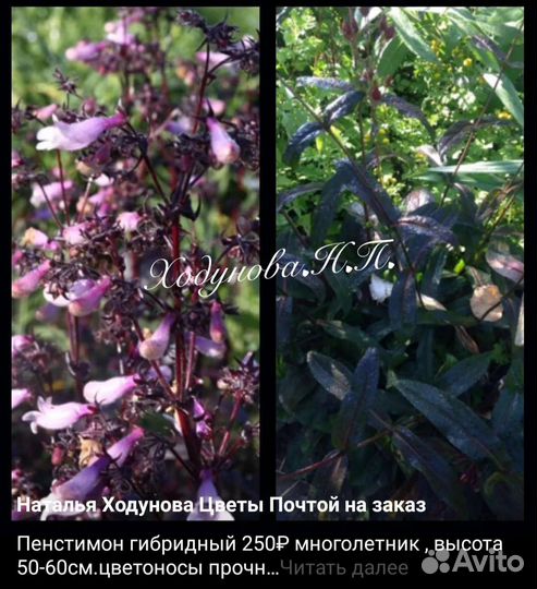 Многолетники, почвопокровные