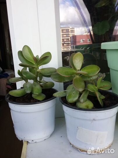 Денежное дерево толстянка крассула