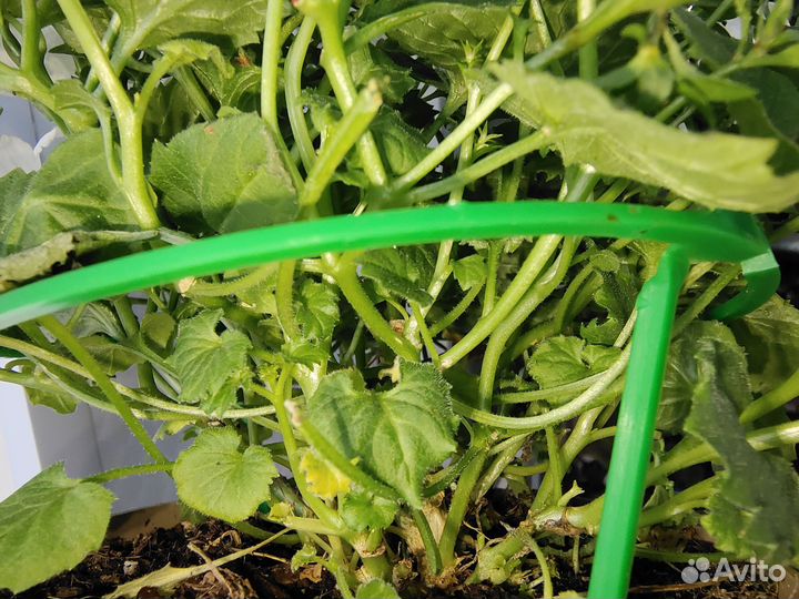 Кампанула белая. (Невеста)