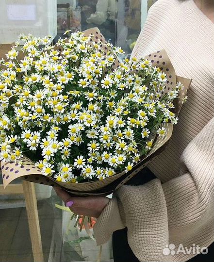 Ромашка цветы с беспл. доставкой