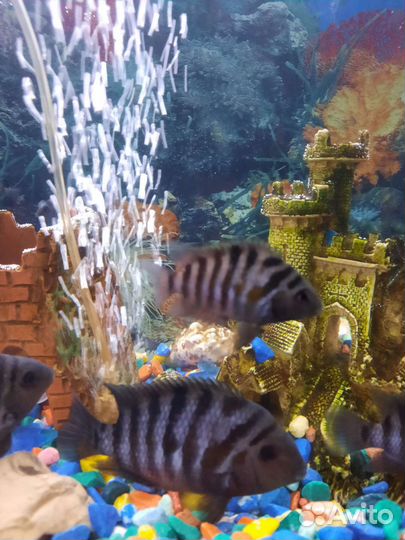 Аквариумные рыбки