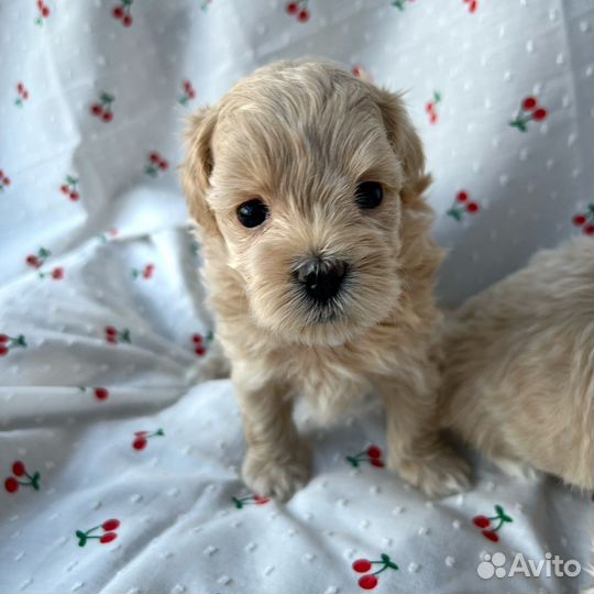 Мальтипу f1 mini